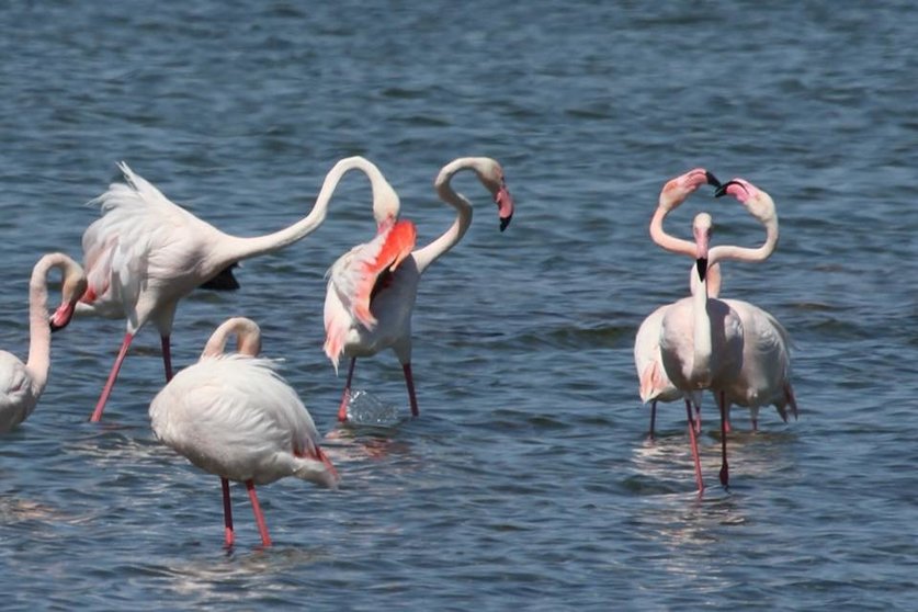 flamencos1